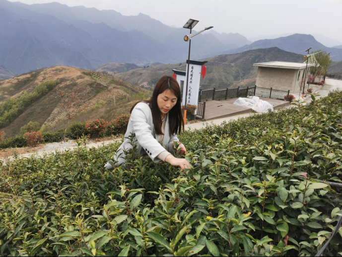 陜西廣電融媒體集團農(nóng)林衛(wèi)視助力陜西茶區(qū)“以茶興業(yè)，以茶富民”
